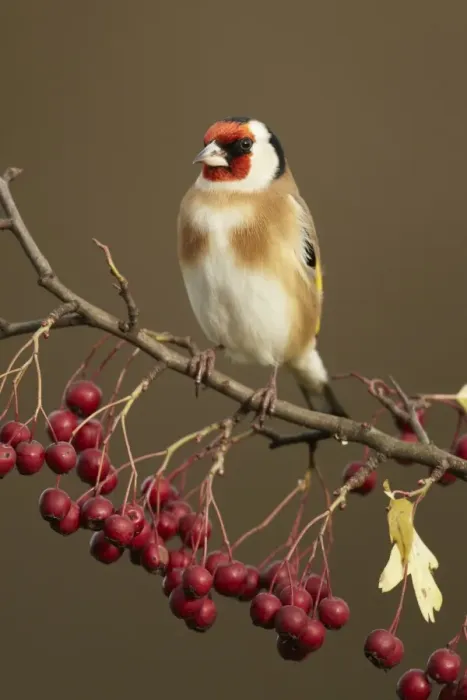 Framed Print : European Goldfinch (Carduelis carduelis) adult, perched on twig with berries in garden, Shropshire, England, december Framed Print : European Goldfinch (Carduelis carduelis) adult, perched on twig with berries in garden, Shropshire, England, december
