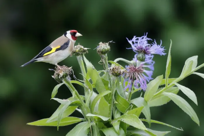 Framed Print : European Goldfinch (Carduelis carduelis) adult, feeding on cornflower seeds in garden, Warwickshire, England, June Framed Print : European Goldfinch (Carduelis carduelis) adult, feeding on cornflower seeds in garden, Warwickshire, England, June