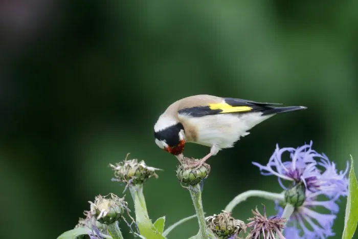 Framed Print : European Goldfinch (Carduelis carduelis) adult, feeding on cornflower seeds in garden, Warwickshire, England, June Framed Print : European Goldfinch (Carduelis carduelis) adult, feeding on cornflower seeds in garden, Warwickshire, England, June
