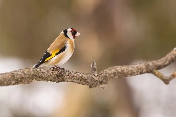 European Goldfinch (Carduelis carduelis) adult, perched on twig, Capanne di Marcarolo Regional Park, Lerma