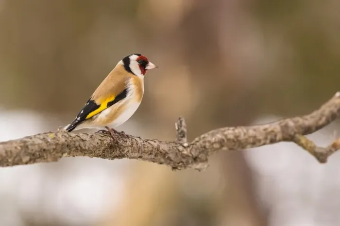 Framed Print : European Goldfinch (Carduelis carduelis) adult, perched on twig, Capanne di Marcarolo Regional Park, Lerma Framed Print : European Goldfinch (Carduelis carduelis) adult, perched on twig, Capanne di Marcarolo Regional Park, Lerma