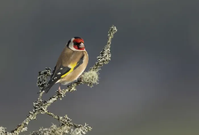 Framed Print : European Goldfinch (Carduelis carduelis) adult, perched on lichen covered twig, Scotland, February Framed Print : European Goldfinch (Carduelis carduelis) adult, perched on lichen covered twig, Scotland, February