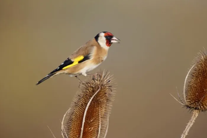 Framed Print : European Goldfinch (Carduelis carduelis) adult, feeding on seeds from teasel seedhead, Warwickshire, England, January Framed Print : European Goldfinch (Carduelis carduelis) adult, feeding on seeds from teasel seedhead, Warwickshire, England, January