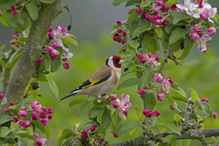 Framed Print : European Goldfinch (Carduelis carduelis) adult male, perched in Crabapple (Malus sp. ) tree with blossom, Shropshire, England, april
