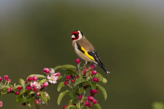 Framed Print : European Goldfinch (Carduelis carduelis) adult male, perched in Crabapple (Malus sp. ) tree with blossom, Shropshire, England, april Framed Print : European Goldfinch (Carduelis carduelis) adult male, perched in Crabapple (Malus sp. ) tree with blossom, Shropshire, England, april
