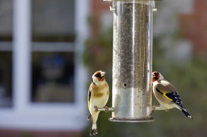 Framed Print : European Goldfinch (Carduelis carduelis) two adults, feeding at hanging nyger seed feeder in garden, England, march Framed Print : European Goldfinch (Carduelis carduelis) two adults, feeding at hanging nyger seed feeder in garden, England, march