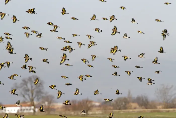 Framed Print : European Goldfinch (Carduelis carduelis) flock, in flight over steppe, Catalonia, Northeast Spain, february Framed Print : European Goldfinch (Carduelis carduelis) flock, in flight over steppe, Catalonia, Northeast Spain, february