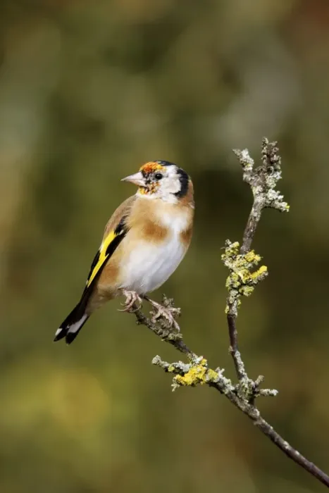 Framed Print : European Goldfinch (Carduelis carduelis) juvenile, moulting into adult plumage, perched on twig, Warwickshire, England, october Framed Print : European Goldfinch (Carduelis carduelis) juvenile, moulting into adult plumage, perched on twig, Warwickshire, England, october