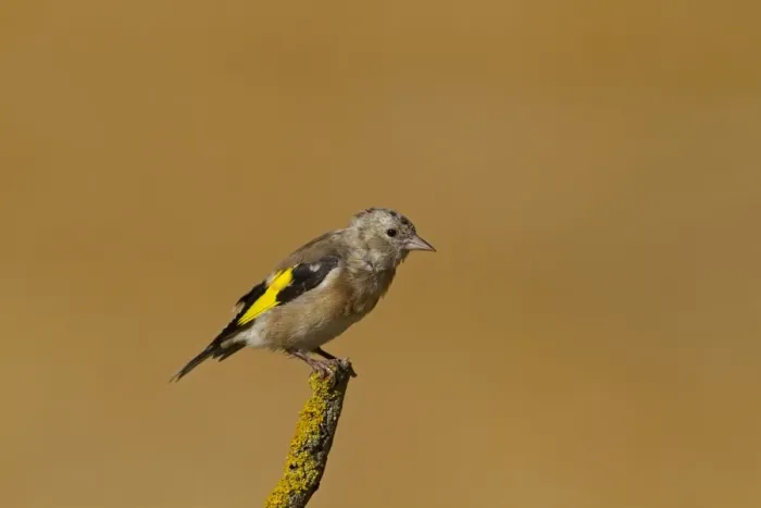 Framed Print : European Goldfinch (Carduelis carduelis) juvenile, moulting to adult plumage, perched on twig, Northern Spain, september Framed Print : European Goldfinch (Carduelis carduelis) juvenile, moulting to adult plumage, perched on twig, Northern Spain, september
