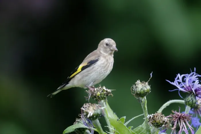 Framed Print : European Goldfinch (Carduelis carduelis) juvenile, feeding on cornflower seeds in garden, Warwickshire, England, June Framed Print : European Goldfinch (Carduelis carduelis) juvenile, feeding on cornflower seeds in garden, Warwickshire, England, June