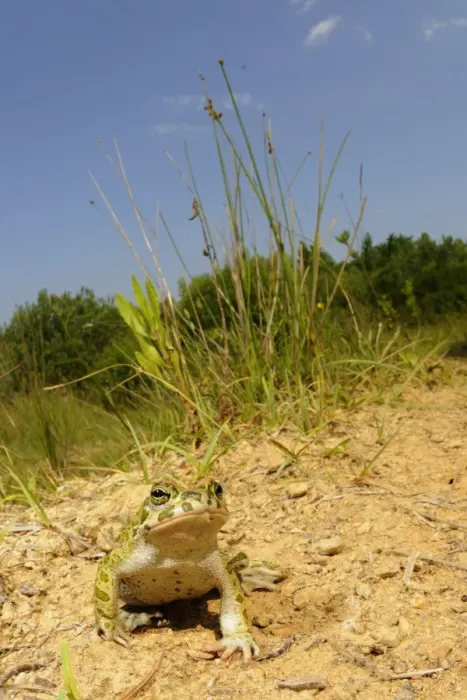 Framed Print : European Green Toad (Bufo viridis) adult, sitting in habitat, Italy, june Framed Print : European Green Toad (Bufo viridis) adult, sitting in habitat, Italy, june