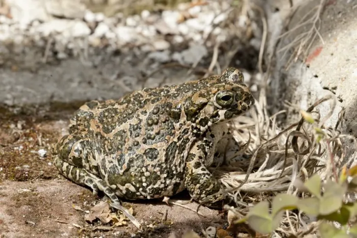 Framed Print : European Green Toad (Bufo viridis) adult female, sitting on ground, Tourrettes-sur-Loup, Alpes-Maritimes, France Framed Print : European Green Toad (Bufo viridis) adult female, sitting on ground, Tourrettes-sur-Loup, Alpes-Maritimes, France