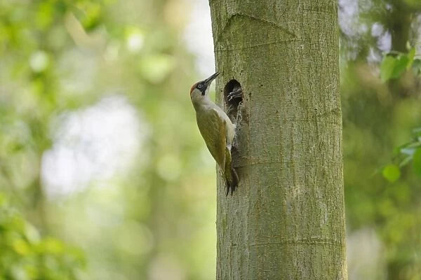 European Green Woodpecker (Picus viridis) adult female, feeding chicks at nesthole entrance in tree trunk