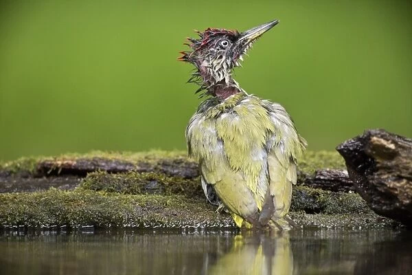 European Green Woodpecker (Picus viridis) adult male, bathing at pool in woodland, Debrecen, Hungary, April