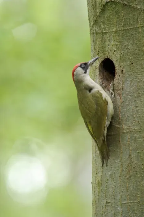 Framed Print : European Green Woodpecker (Picus viridis) adult female, at nesthole entrance in tree trunk, Cannock Chase Framed Print : European Green Woodpecker (Picus viridis) adult female, at nesthole entrance in tree trunk, Cannock Chase
