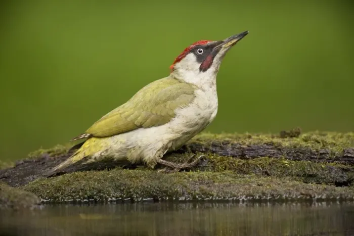 Framed Print : European Green Woodpecker (Picus viridis) adult male, standing at pool in woodland, Debrecen, Hungary, April Framed Print : European Green Woodpecker (Picus viridis) adult male, standing at pool in woodland, Debrecen, Hungary, April