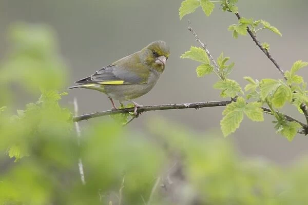 European Greenfinch (Carduelis chloris) adult male, perched on bramble stem in farmland, West Yorkshire, England, April