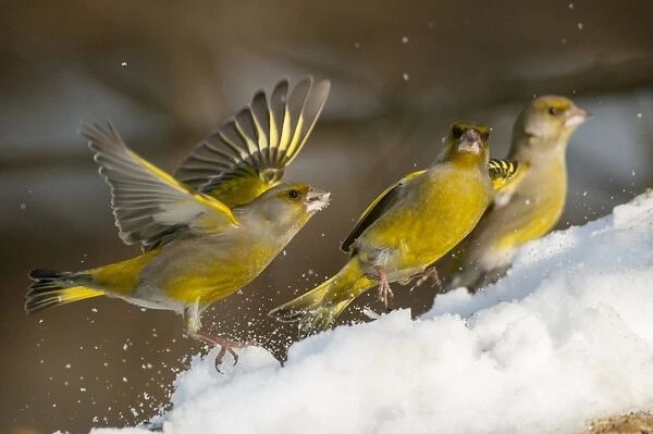 European Greenfinch (Carduelis chloris) three adult males, one with wings stretched, feeding on snow, Bialowieza N. P
