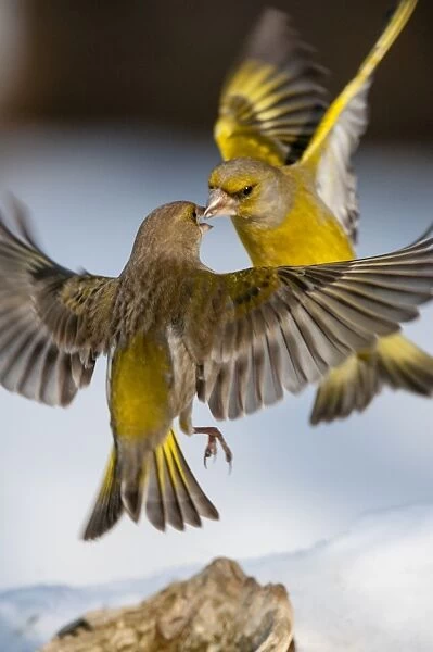 European Greenfinch (Carduelis chloris) adult male and female, in flight over snow, fighting, Bialowieza N. P