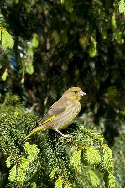 European Greenfinch (Carduelis chloris) immature male, perched in conifer tree, Hale, Cumbria, England, May