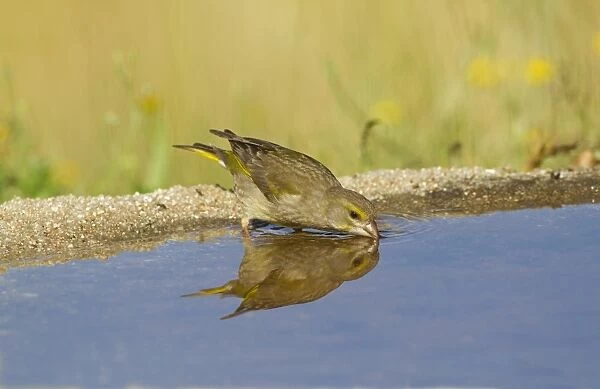 European Greenfinch (Carduelis chloris) adult female, drinking at pool with reflection, Spain, may