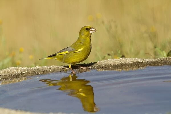 European Greenfinch (Carduelis chloris) adult male, drinking at pool with reflection, Spain, may