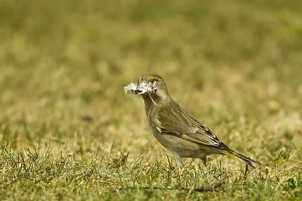 European Greenfinch (Carduelis chloris) adult female, collecting nesting material on ground, Warwickshire, England, april