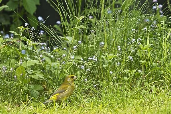 European Greenfinch (Carduelis chloris) adult male, feeding on Forget-me-not seeds in garden, Warwickshire, England, may