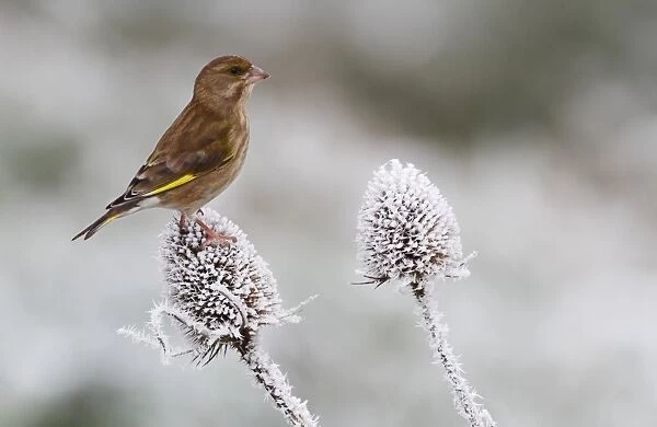 European Greenfinch (Carduelis chloris) adult female, perched on frost covered teasel seedhead, Leicestershire