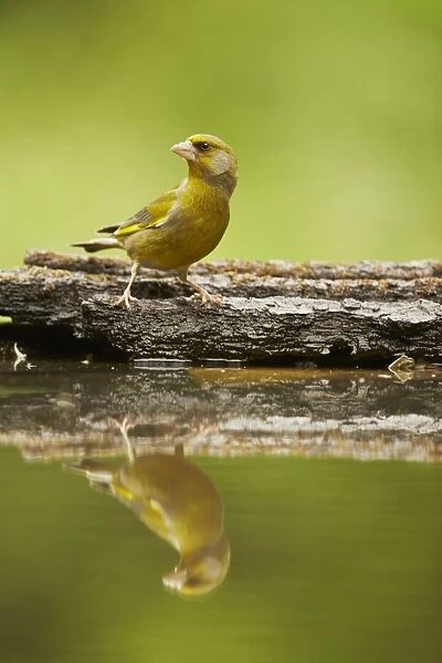 European Greenfinch (Carduelis chloris) adult male, standing at edge of woodland pool with reflection, Hungary, May