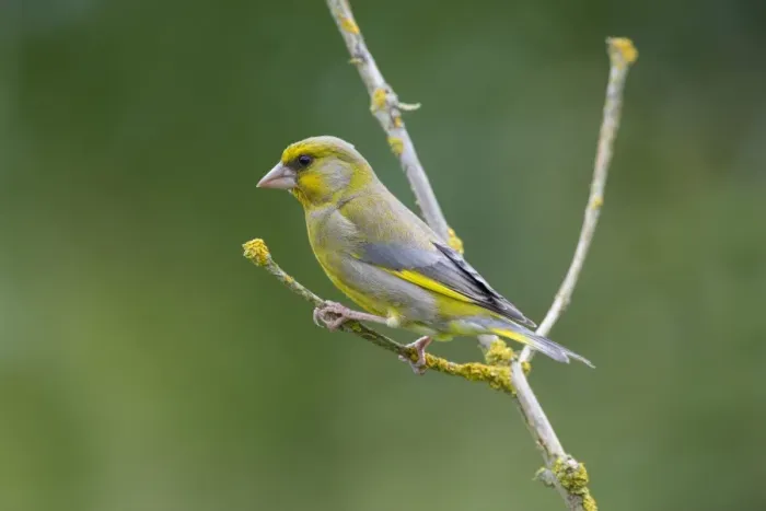 Framed Print : European Greenfinch (Carduelis chloris) adult male, perched on twig, Norfolk, England, June Framed Print : European Greenfinch (Carduelis chloris) adult male, perched on twig, Norfolk, England, June