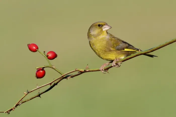 Framed Print : European Greenfinch (Carduelis chloris) adult male, perched on rose stem with rosehips, Leicestershire, England Framed Print : European Greenfinch (Carduelis chloris) adult male, perched on rose stem with rosehips, Leicestershire, England