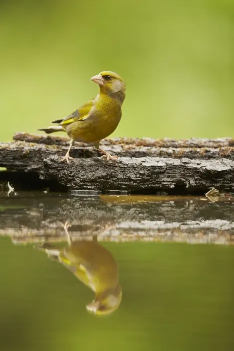 Framed Print : European Greenfinch (Carduelis chloris) adult male, standing at edge of woodland pool with reflection, Hungary, May Framed Print : European Greenfinch (Carduelis chloris) adult male, standing at edge of woodland pool with reflection, Hungary, May