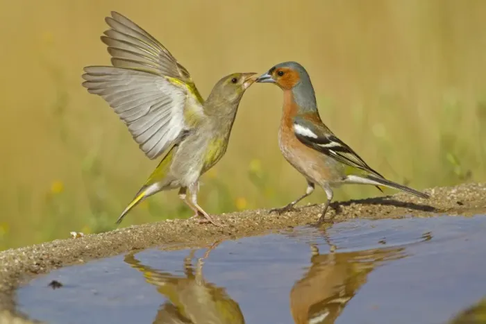 Framed Print : European Greenfinch (Carduelis chloris) and Chaffinch (Fringilla coelebs) adults, disputing at drinking pool, Spain, june