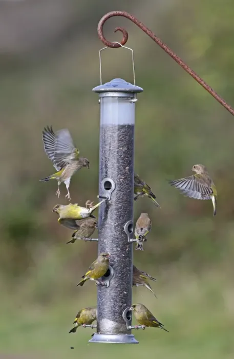Framed Print : European Greenfinch (Carduelis chloris) flock, feeding and disputing perches at seed feeder, Norfolk, England, October Framed Print : European Greenfinch (Carduelis chloris) flock, feeding and disputing perches at seed feeder, Norfolk, England, October