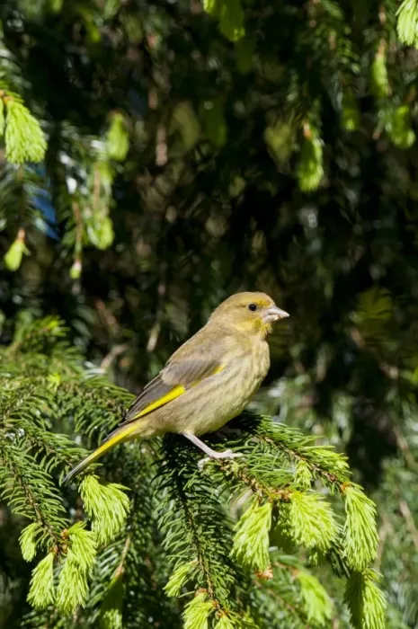 Framed Print : European Greenfinch (Carduelis chloris) immature male, perched in conifer tree, Hale, Cumbria, England, May