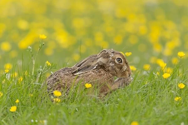 European Hare (Lepus europaeus) adult, licking front paws, sitting amongst Meadow Buttercup (Ranunculus acris) flowers