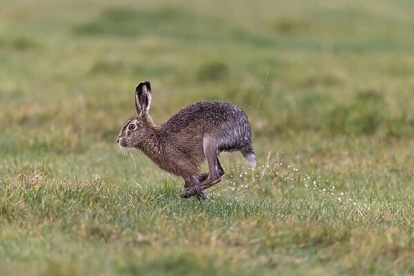 European Hare (Lepus europaeus) adult, running in wet grass field, with water spraying off hind feet, Suffolk, England