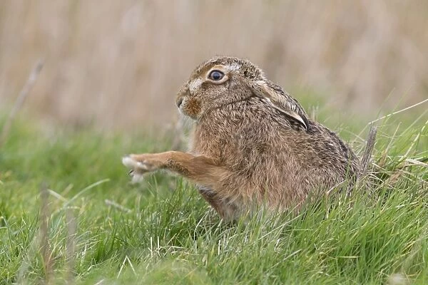 European Hare (Lepus europaeus) adult, shaking front paws, sitting in grass field, Suffolk, England, March