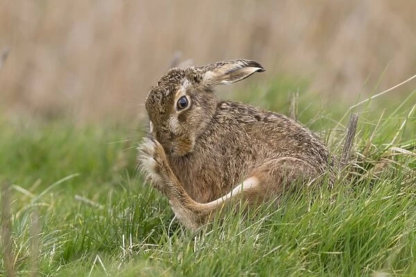 European Hare (Lepus europaeus) adult, grooming hind foot, sitting in grass field, Suffolk, England, March