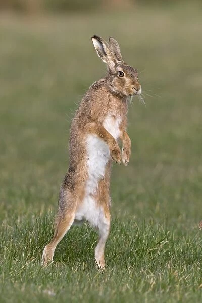 European Hare (Lepus europaeus) adult, standing on hind legs in grass field, Suffolk, England, March