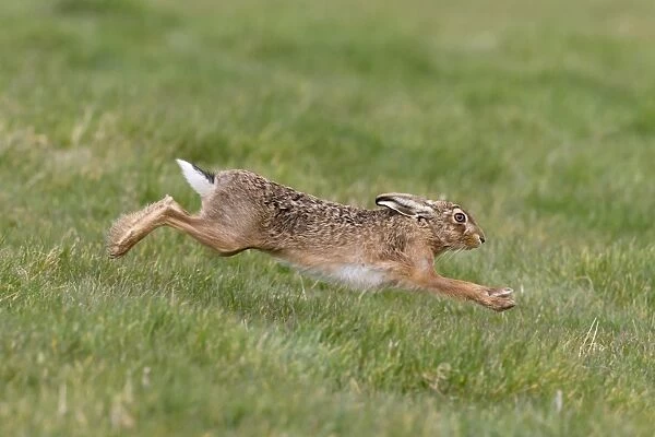 European Hare (Lepus europaeus) adult, running in grass field, Suffolk, England, March