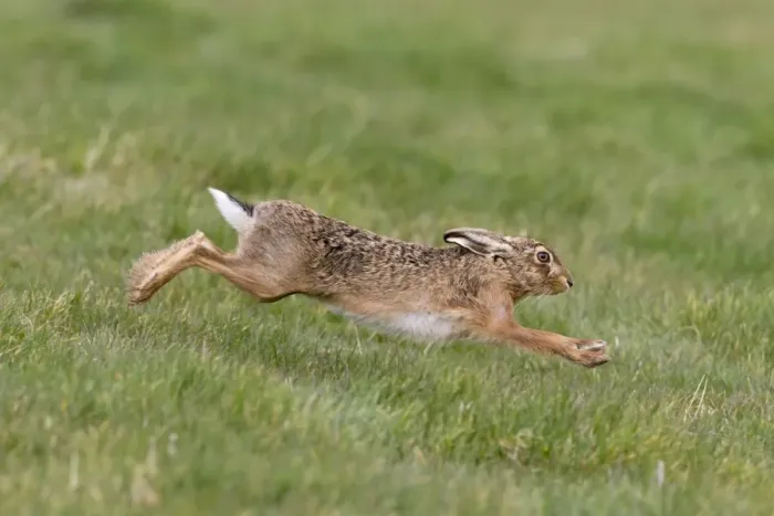 Framed Print : European Hare (Lepus europaeus) adult, running in grass field, Suffolk, England, March Framed Print : European Hare (Lepus europaeus) adult, running in grass field, Suffolk, England, March