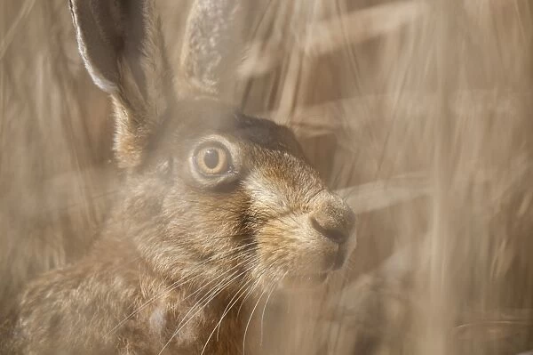European Hare (Lepus europaeus) adult, close-up of head, hiding amongst reeds in reedbed, Elmley Marshes N. N. R