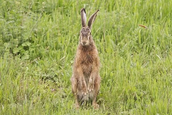 European Hare (Lepus europaeus) adult, standing on hind legs, Hungary, April