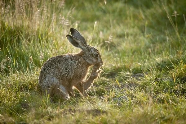 European Hare (Lepus europaeus) adult, grooming hind foot, sitting on grass, Elmley Marshes N. N. R