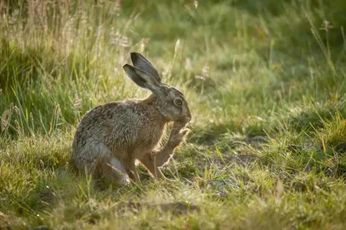 Framed Print : European Hare (Lepus europaeus) adult, grooming hind foot, sitting on grass, Elmley Marshes N. N. R Framed Print : European Hare (Lepus europaeus) adult, grooming hind foot, sitting on grass, Elmley Marshes N. N. R