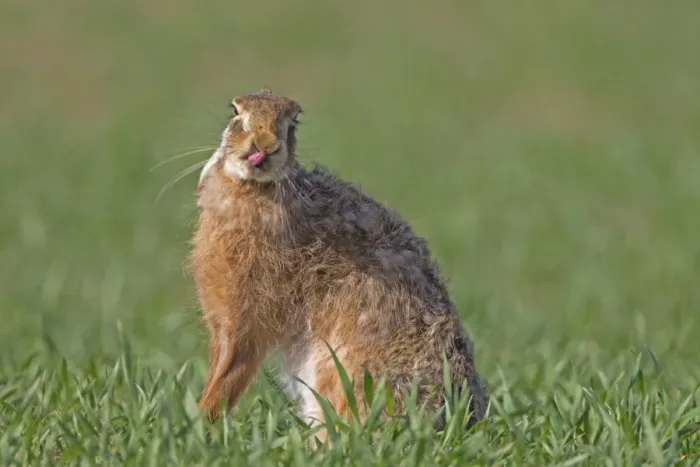 Framed Print : European Hare (Lepus europaeus) adult, licking nose with tongue, sitting in crop field, Berwickshire, Scottish Borders, Scotland, april Framed Print : European Hare (Lepus europaeus) adult, licking nose with tongue, sitting in crop field, Berwickshire, Scottish Borders, Scotland, april