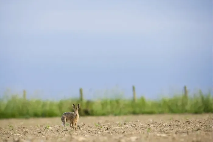 Framed Print : European Hare (Lepus europaeus) adult, running in cultivated field on farmland, County Durham, England, june Framed Print : European Hare (Lepus europaeus) adult, running in cultivated field on farmland, County Durham, England, june