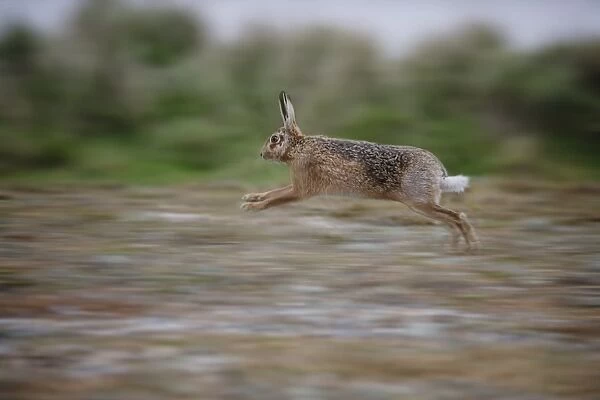 European Hare (Lepus europaeus) adult, running across vegetated shingle, blurred movement, Havergate Island RSPB Reserve, Suffolk, England, march